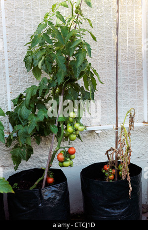 Ailsa Craig sain Tomates plant de tomate et plante de tomate avec l'épi Banque D'Images