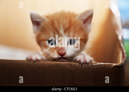 Semaine 4 Ans Ginger chaton dans une boîte d'oeil sur le côté Banque D'Images