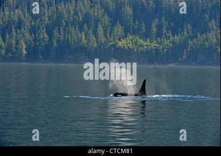 L'épaulard (Orcinus orca) résidentes du saumon d'été pod territoire d'alimentation, le détroit de Johnstone, l'île de Vancouver Banque D'Images