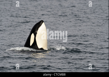 L'épaulard (Orcinus orca) Spy-hopping pod transitoires d'alimentation d'été occupé, le détroit de Johnstone, l'île de Vancouver Banque D'Images