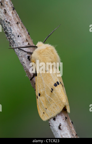 Buff hyponomeute du pommier, Spilosoma luteum Banque D'Images