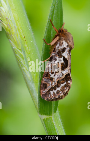 Map-winged moth, Hepialus fusconebulosa Swift Banque D'Images