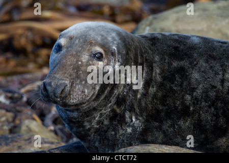 Phoque gris, Halichoerus grypus, close-up de bull joint sur rocky shore Banque D'Images