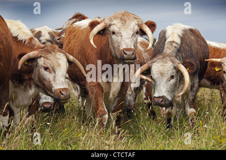 English Longhorn cattle in hayfield organique North Norfolk Summer Banque D'Images