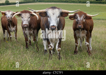 English Longhorn cattle in hayfield organique North Norfolk Summer Banque D'Images