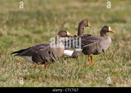 Le Groenland des Oies rieuses, Anser albifrons flavirostris Banque D'Images