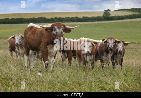 English Longhorn cattle in hayfield organique North Norfolk Summer Banque D'Images