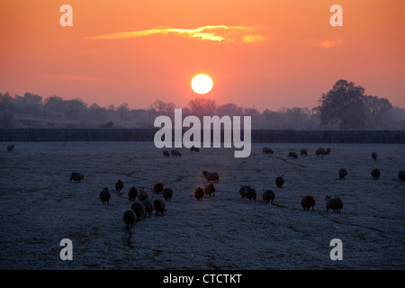 Frisson de moutons dans un champ de Higham on the Hill, Leicestershire, le soleil plonge et les températures continuent de rester au-dessous de zéro. Banque D'Images