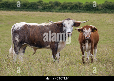 English Longhorn cattle in hayfield organique North Norfolk Summer Banque D'Images