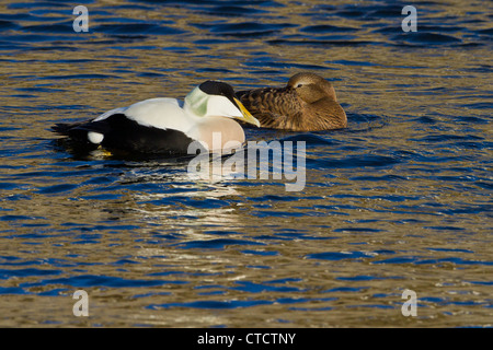 Eiders à duvet (Somateria mollissima), Banque D'Images