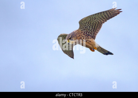 Faucon crécerelle, Falco tinnunculus planant Banque D'Images