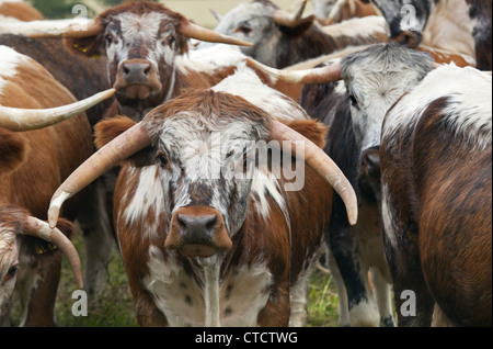 English Longhorn cattle in hayfield organique North Norfolk Summer Banque D'Images