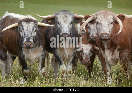 English Longhorn cattle in hayfield organique North Norfolk Summer Banque D'Images