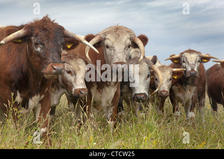 English Longhorn cattle in hayfield organique North Norfolk Summer Banque D'Images