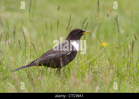 Bague homme Turdus torquatus Ouzel, sur les plateaux de nourriture gressland Banque D'Images