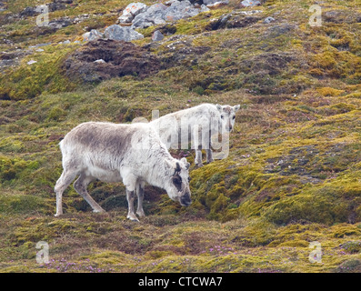 Femme le renne (Rangifer tarandus) avec les jeunes, Svalbard (Spitzberg, Norvège) Banque D'Images