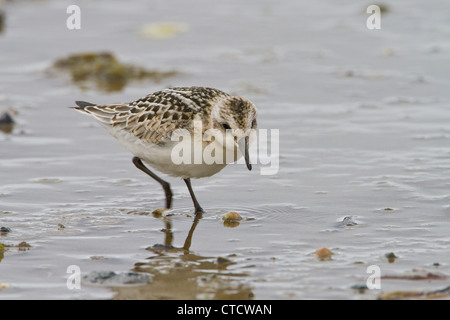 Bécasseau sanderling Calidris alba, en plumage d'hiver sur la côte boueuse Banque D'Images
