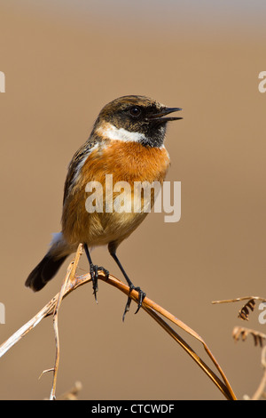 Saxicola torquata Stonechat mâle, dans l'habitat heatland Banque D'Images