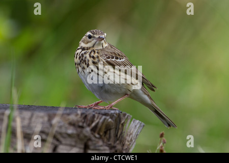 Pipit des arbres Anthus trivialis, Banque D'Images