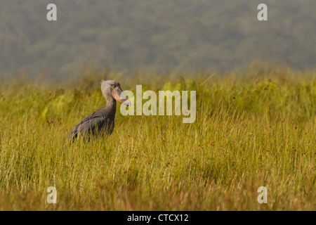 Shoebill Stork (Balanaeceps rex) dans la roselière de papyrus, marais de Mabamba, Ouganda Banque D'Images