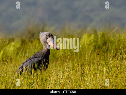 Shoebill Stork (Balanaeceps rex) dans la roselière de papyrus, marais de Mabamba, Ouganda Banque D'Images