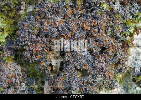 Bardeaux aux yeux rouges, lichen Pannaria rubginosa Banque D'Images