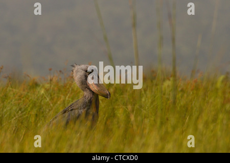 Shoebill Stork (Balanaeceps rex) dans la roselière de papyrus, marais de Mabamba, Ouganda Banque D'Images