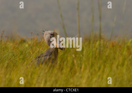 Shoebill Stork (Balanaeceps rex) dans la roselière de papyrus, marais de Mabamba, Ouganda Banque D'Images