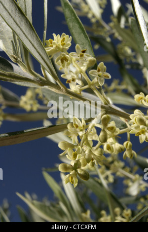 Photo : Steve Race - blanc ivoire à fleurs de l'arbre d'olive Empeltre, Catalunya, Espagne. Banque D'Images