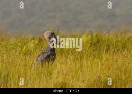 Shoebill Stork (Balanaeceps rex) dans la roselière de papyrus, marais de Mabamba, Ouganda Banque D'Images