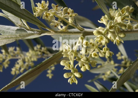 Photo : Steve Race - blanc ivoire à fleurs de l'arbre d'olive Empeltre, Catalunya, Espagne. Banque D'Images