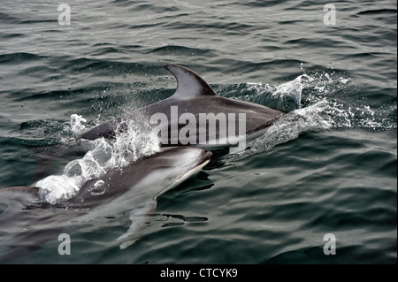 Dauphin à flancs blancs du Pacifique (Lagenorhynchus obliquidens) dans la région de Blackfish, dans l'île de Vancouver, Colombie-Britannique, Canada Banque D'Images