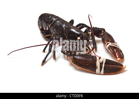 Le homard européen commun frais isolé sur un fond blanc studio. Banque D'Images