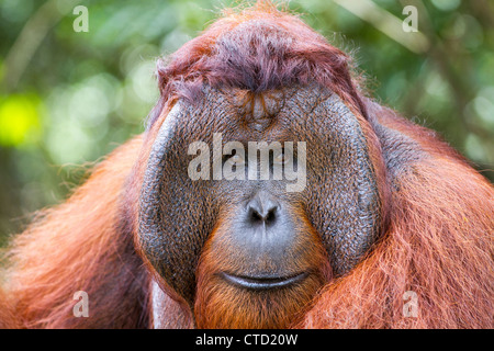 Orang-outan (Pongo pygmaeus) mâle adulte montrant prononcée joue pads Banque D'Images