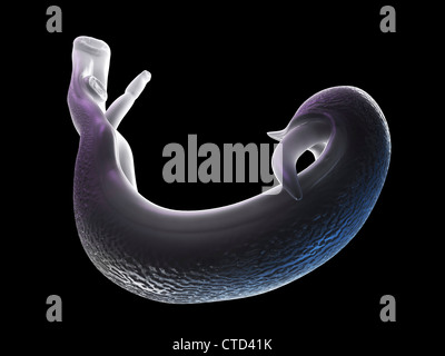 Fluke schistosomes artwork Banque D'Images