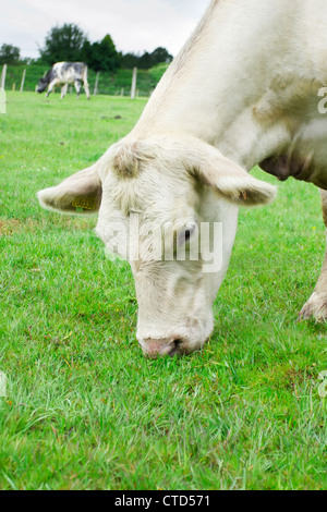 Seule vache blanche mange de l'herbe Banque D'Images