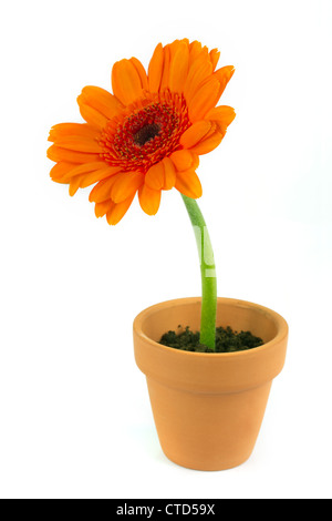 Gerbera Orange fleur dans un pot en terre cuite sur blanc Banque D'Images