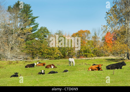 Vaches et calèche sur un champ agricole Automne dans le Maine. Banque D'Images