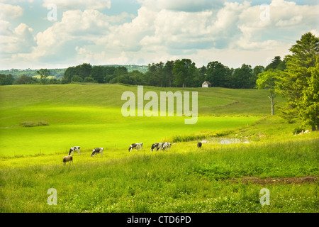 Vaches qui paissent dans la lumière du soleil sur un champ agricole printemps dans le Maine. Banque D'Images