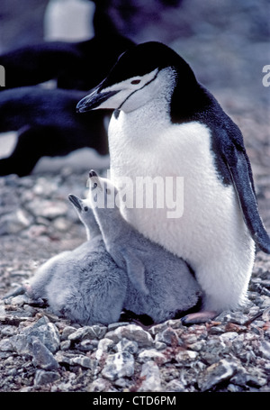 Une jugulaire Penguin prend soin de ses deux jeunes poussins dans un nid sur l'île Nelson, l'une des îles Shetland du Sud dans l'Antarctique. Banque D'Images