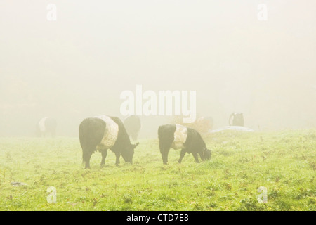 Belted Galloway vaches qui paissent de l'herbe dans un champ agricole brumeux de l'automne dans le Maine. Banque D'Images