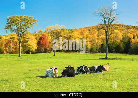 Les vaches portant sur l'herbe dans un champ agricole automne dans le Maine. Banque D'Images