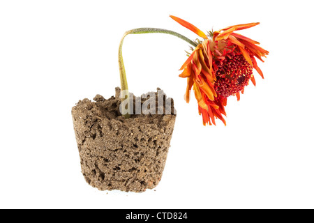 Gerbera orange morte dans le sol en forme de pot de fleurs Banque D'Images