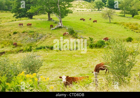 Vaches qui paissent de l'herbe dans un champ agricole de l'été dans le Maine. Banque D'Images