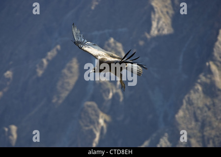 Un Condor des Andes (Vultur gryphus) dans le Canyon de Colca, Pérou Banque D'Images