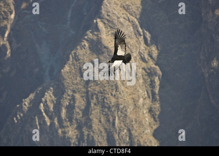 Un Condor des Andes (Vultur gryphus) dans le Canyon de Colca, Pérou Banque D'Images