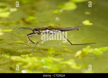 Étang (patineur Gerris lacustris) sur la surface de l'eau de lentilles d'algues & Banque D'Images