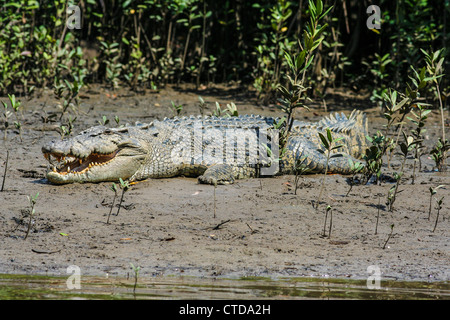 L'eau salée crocodile (Crocodylus porosus) dans la Daintree River, Australie Banque D'Images