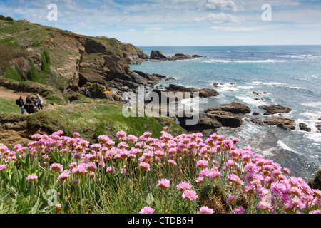 Lizard Point ; l'épargne en fleur ; Cornwall, UK Banque D'Images
