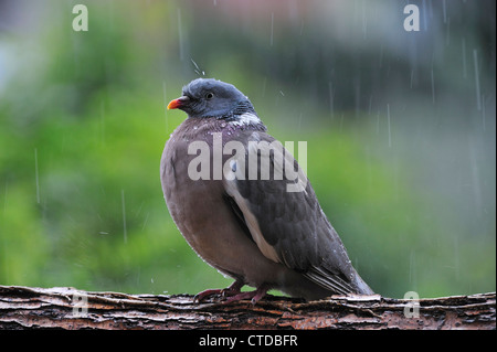 Bois commun pigeon (Columba palumbus) perché sur branche dans la pluie battante avec gouttes de projections sur la tête, Belgique Banque D'Images